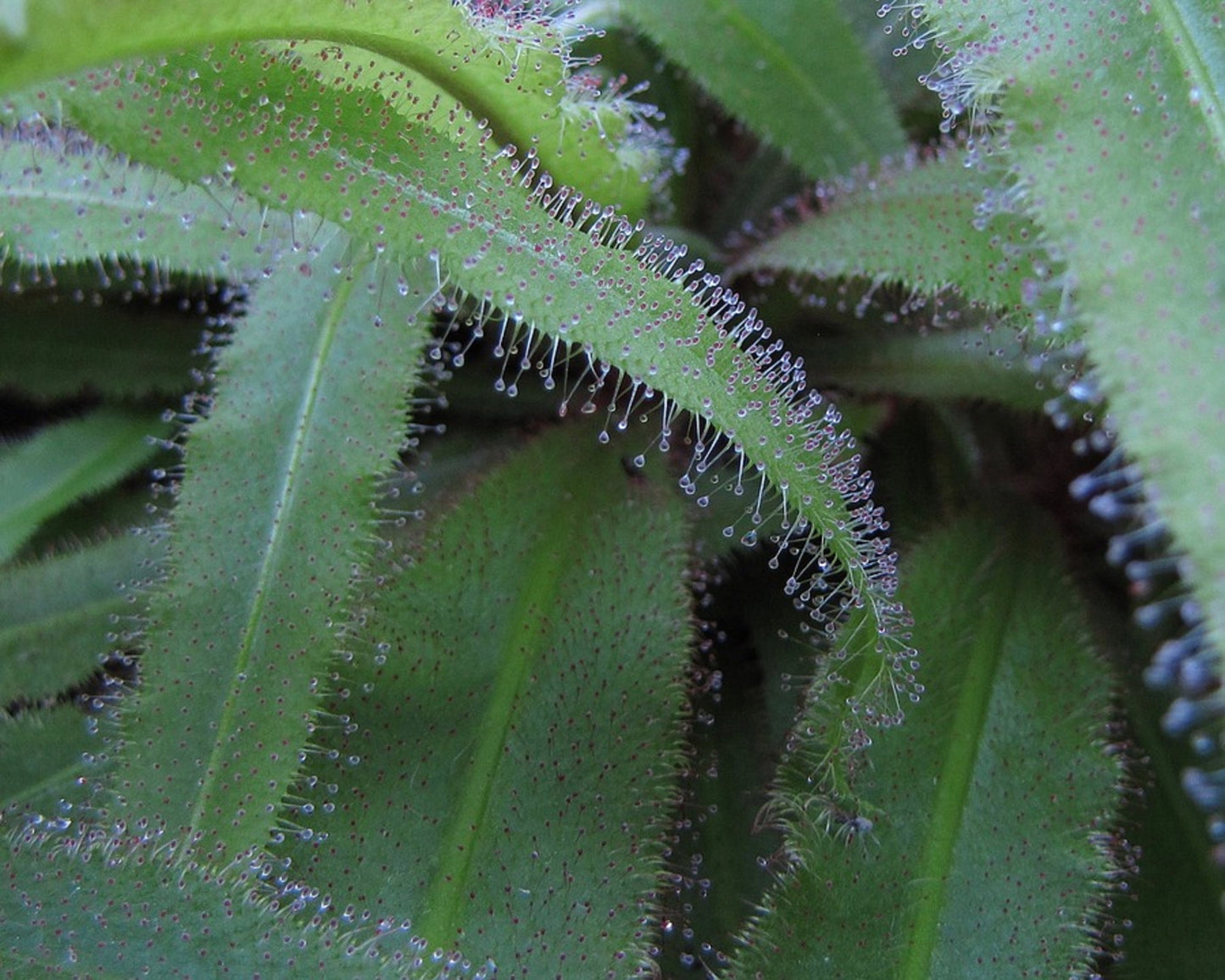Drosera Capensis *ケープサンデュー*食虫植物* 10個のレアシード*