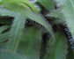 Drosera Capensis *ケープサンデュー*食虫植物* 10個のレアシード*