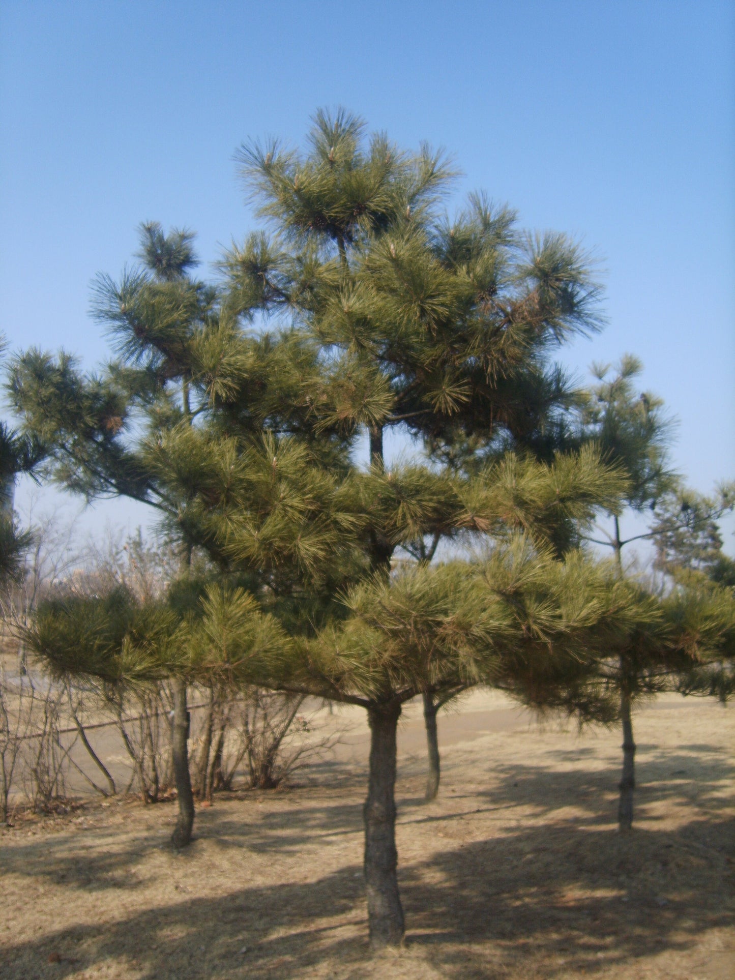 Pinus Thunbergii * Japanese Black Pine * Rare Bonsai Tree * 10 Seeds *