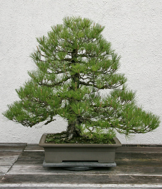 Pinus Thunbergii * Pino nero giapponese * Albero bonsai raro * 10 semi *