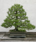 Pinus Thunbergii * Pinheiro Negro Japonês * Bonsai Raro * 10 Sementes *