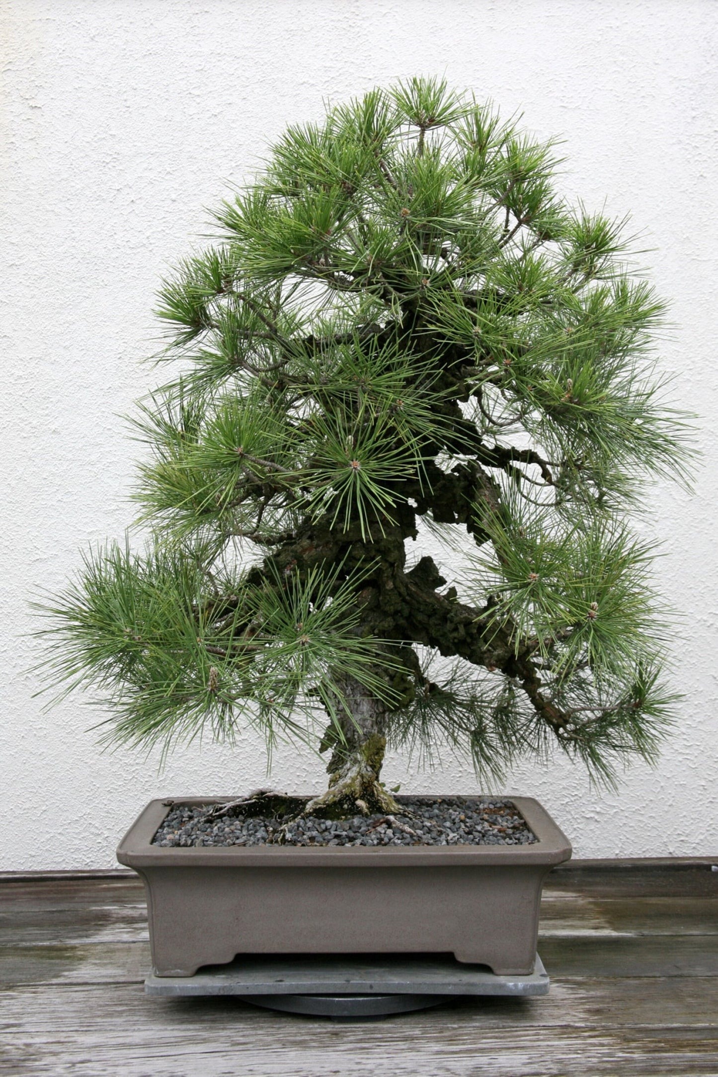 Pinus Thunbergii * Pinheiro Negro Japonês * Bonsai Raro * 10 Sementes *