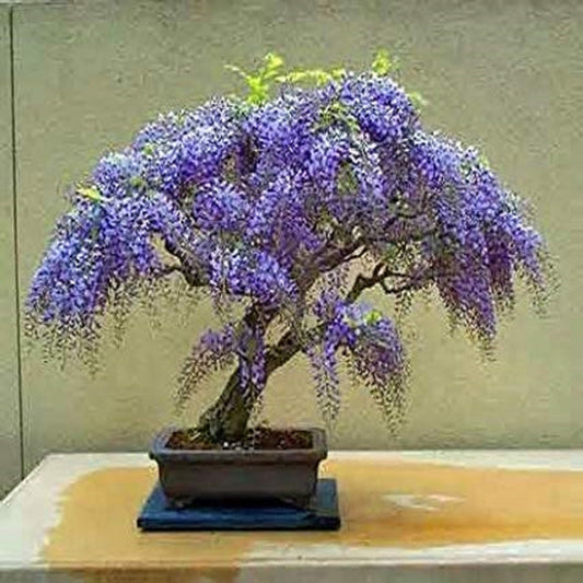 Jacaranda Mimosifolia * Albero bonsai Jacaranda blu ornamentale * 10 semi *
