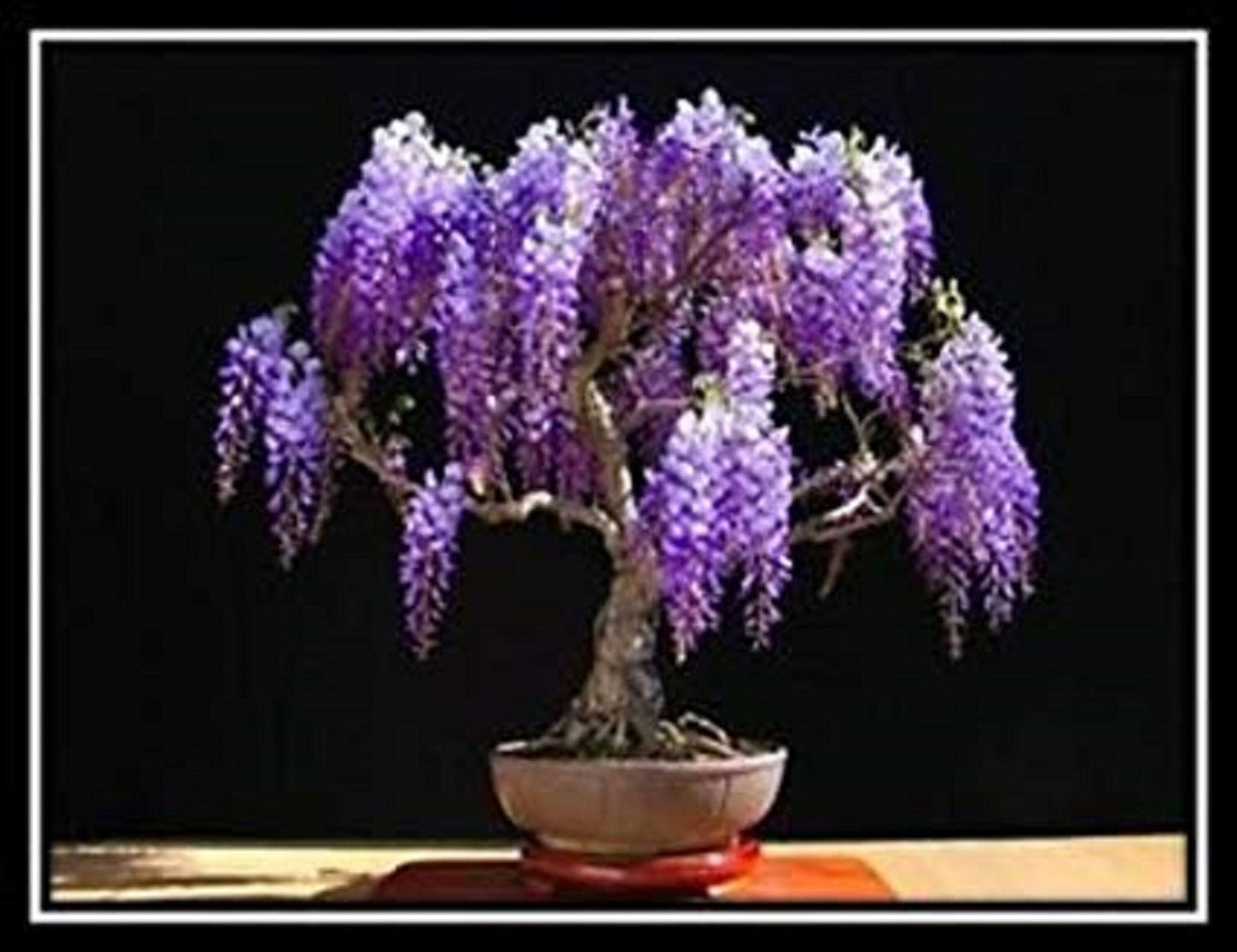 Jacaranda Mimosifolia * Ornamental Blue Jacaranda Bonsai Tree * 10 Seeds *