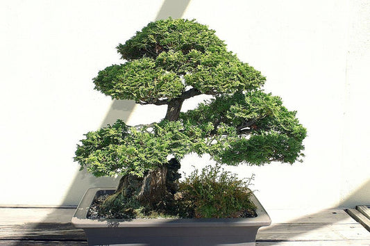 Chamaecyparis Obtusa * Hinoki Cypress Bonsai Tree * Rare 10 Seeds *