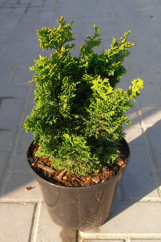 Chamaecyparis Obtusa * Albero dei bonsai di cipresso Hinoki * 10 semi rari *
