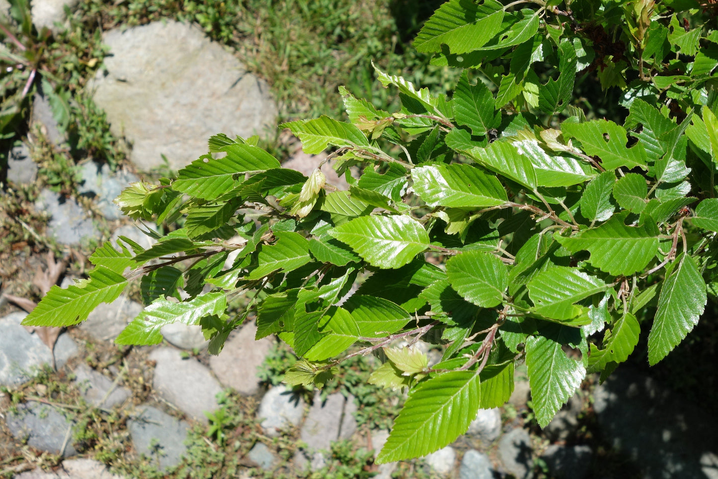 Carpinus Turczaninowii * Korean Hornbeam * Rare Bonsai Tree * 10 Seeds *
