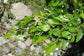 Carpinus Turczaninowii * Carpino Coreano * Árvore Bonsai Rara * 10 Sementes *