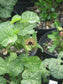 Aristolochia Fimbriata * White Veined Dutchman's Pipe Flower * Rare 5 Seeds *