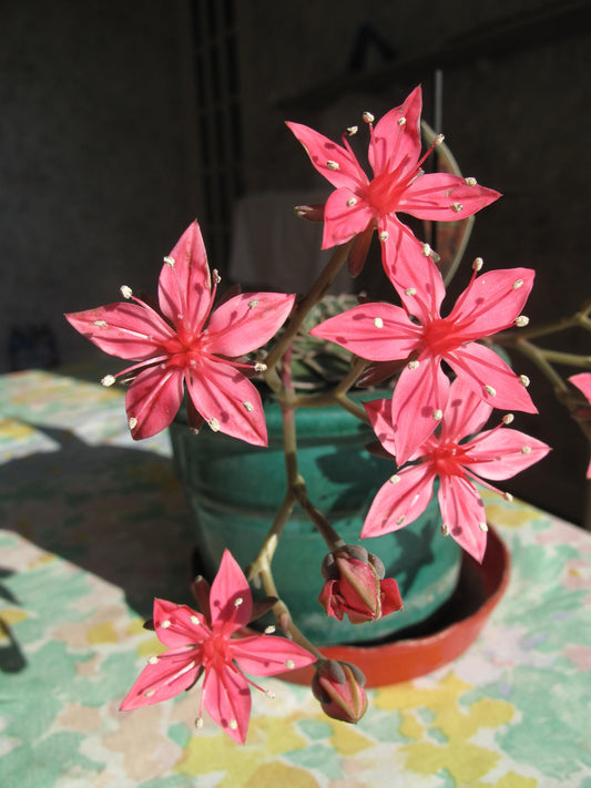 Graptopetalum Bellum * Tacitus Bellus * Chihuhua Flower Succulent * 10 Rare Seeds *