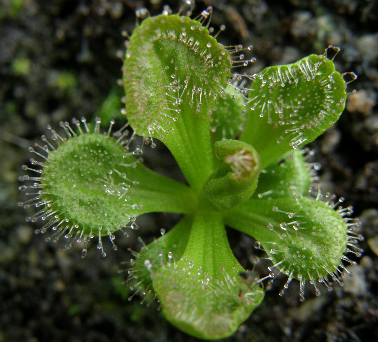 Drosera Whittakeri * Scented Sundew * Perennial Carnivorous Plant * 5 Rare Seeds *