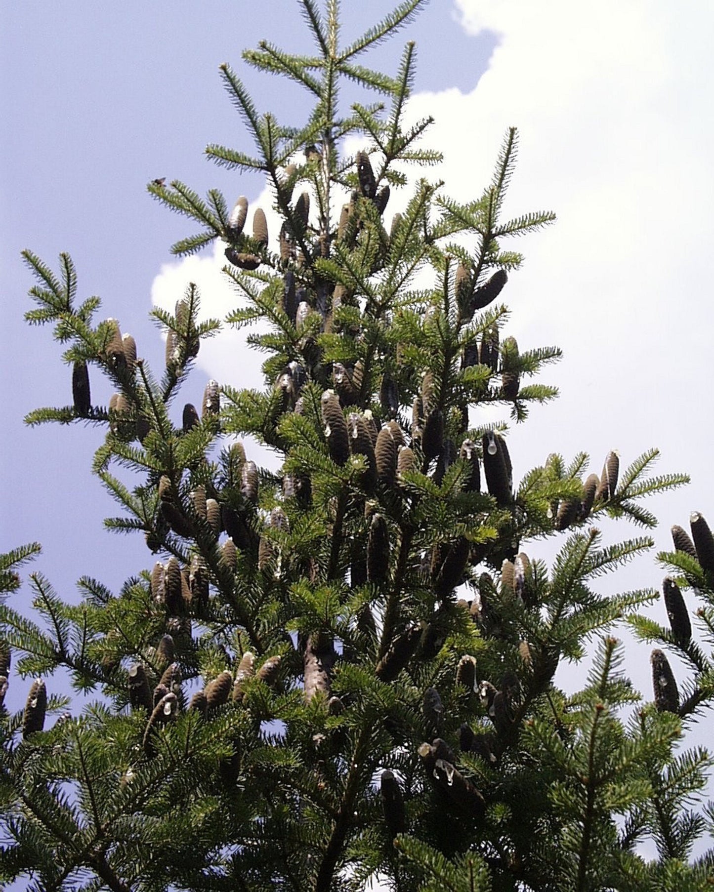 Abies Balsamea * Balsam Fir * Christmas Tree * Bonsai Conifer Tree * 10 Rare Seeds *