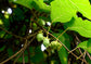Actinidia Polygama * Silver Vine Kiwi * Unusual * 5 Rare Seeds *