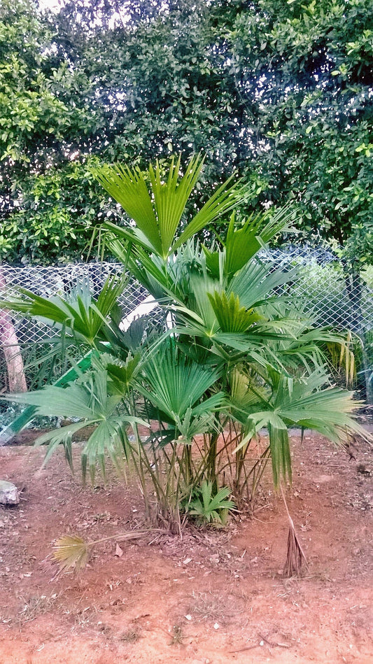 Carludovica Palmata * Palmeira Chapéu Panamá * Tropical * Ornamental * 10 Sementes Raras *