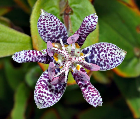 Tricyrtis Hirta * Lírio de Sapo Peludo Japonês * Orquídea Impressionante * 10 Sementes *