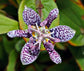 Tricyrtis Hirta * Japanese Hairy Toad Lily * Stunning Orchid * 10 Seeds *