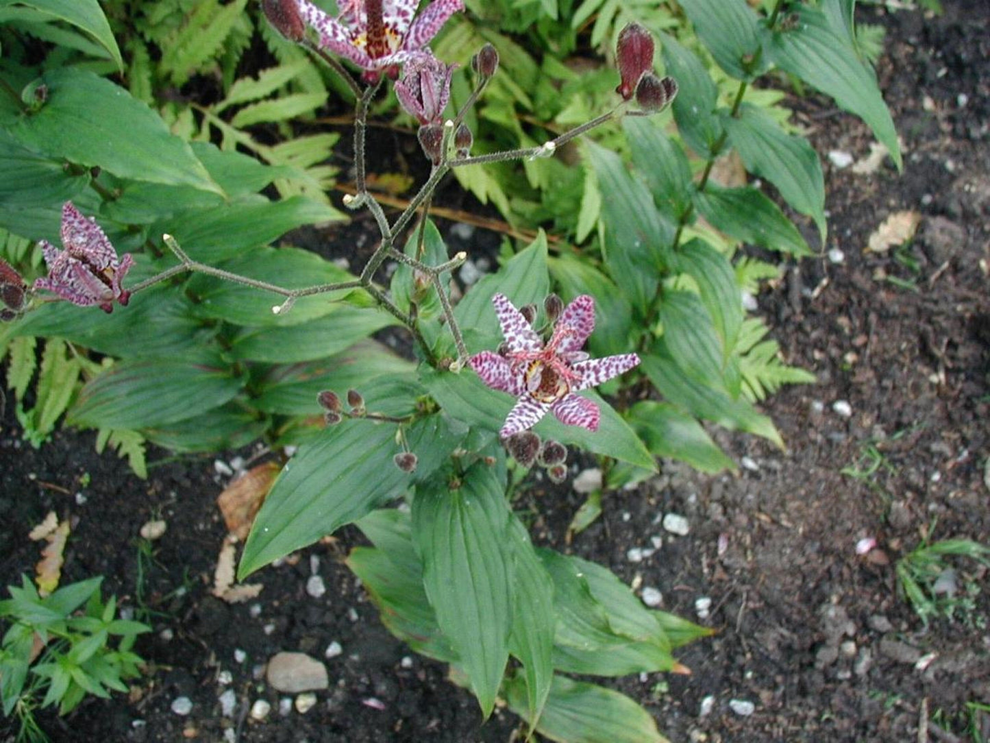 Tricyrtis Hirta * Lírio de Sapo Peludo Japonês * Orquídea Impressionante * 10 Sementes *