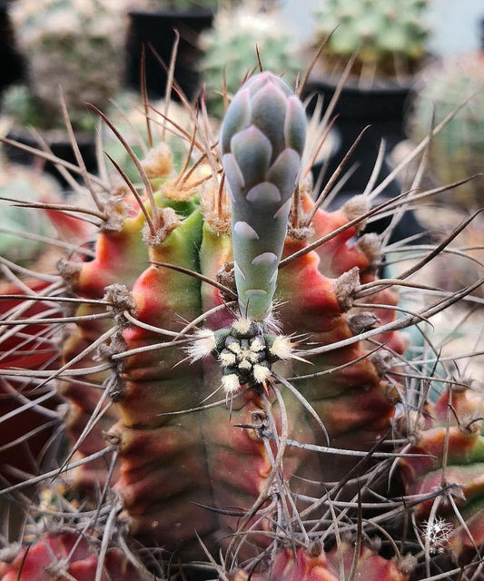 Gymnocalycium Mihanovichii Var Friedrichii * Splendido cactus raro * 10 semi *