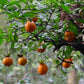 Diospyros Cathayensis * Cathay Persimmon * Bonsai Tree * Rare * 5 Fresh Seeds *