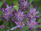 Tricyrtis Hirta * Japanese Hairy Toad Lily * Stunning Orchid * 10 Seeds *