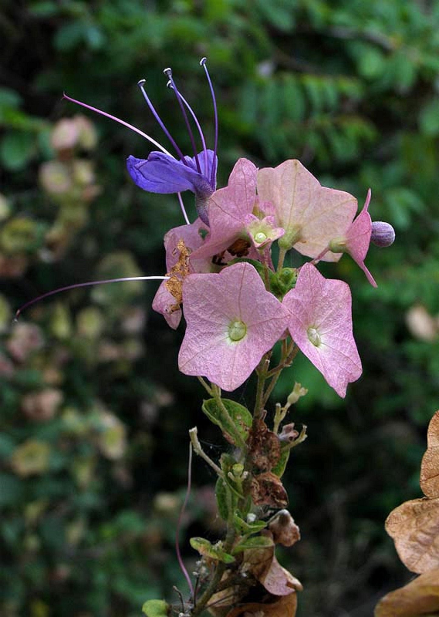 Karomia Speciosa * Wild Parasol Flower * Chinese Hats * Stunning * 3 Rare Seeds *