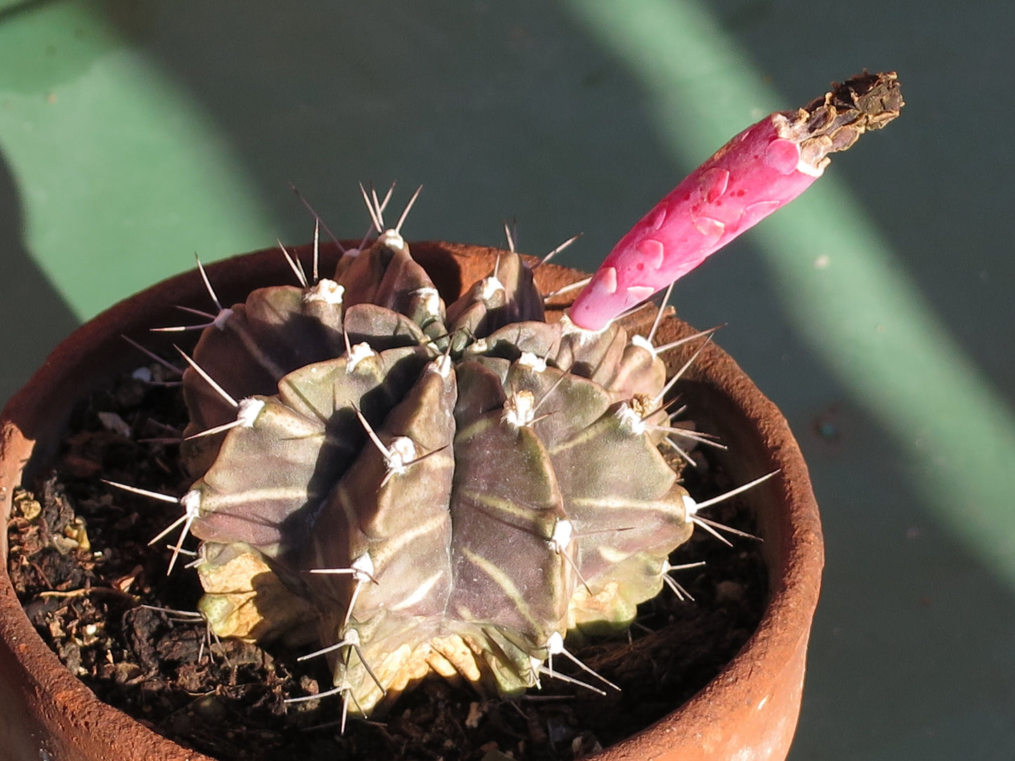 Gymnocalycium Mihanovichii Var Friedrichii * Stunning Rare Cactus * 10 Seeds *