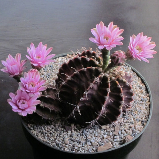 Gymnocalycium Mihanovichii Var Friedrichii * Splendido cactus raro * 10 semi *