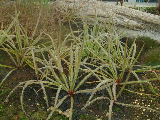 ドロセラレギア*南アフリカのキングサンデュー*珍しい食虫植物* 3シード*