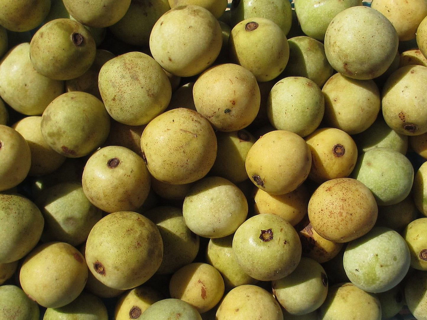Sclerocarya birrea * Marula Tree * Sweet Sour Vitamin C * 2 Large Fresh Seeds *