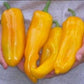 Israeli Heirloom Huge Golden Marconi Sweet Pepper 6-8" Very Long 15 Fresh Seeds