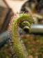 Drosera Regia * South African King Sundew * Rare Carnivorous Plant * 3 Seeds *