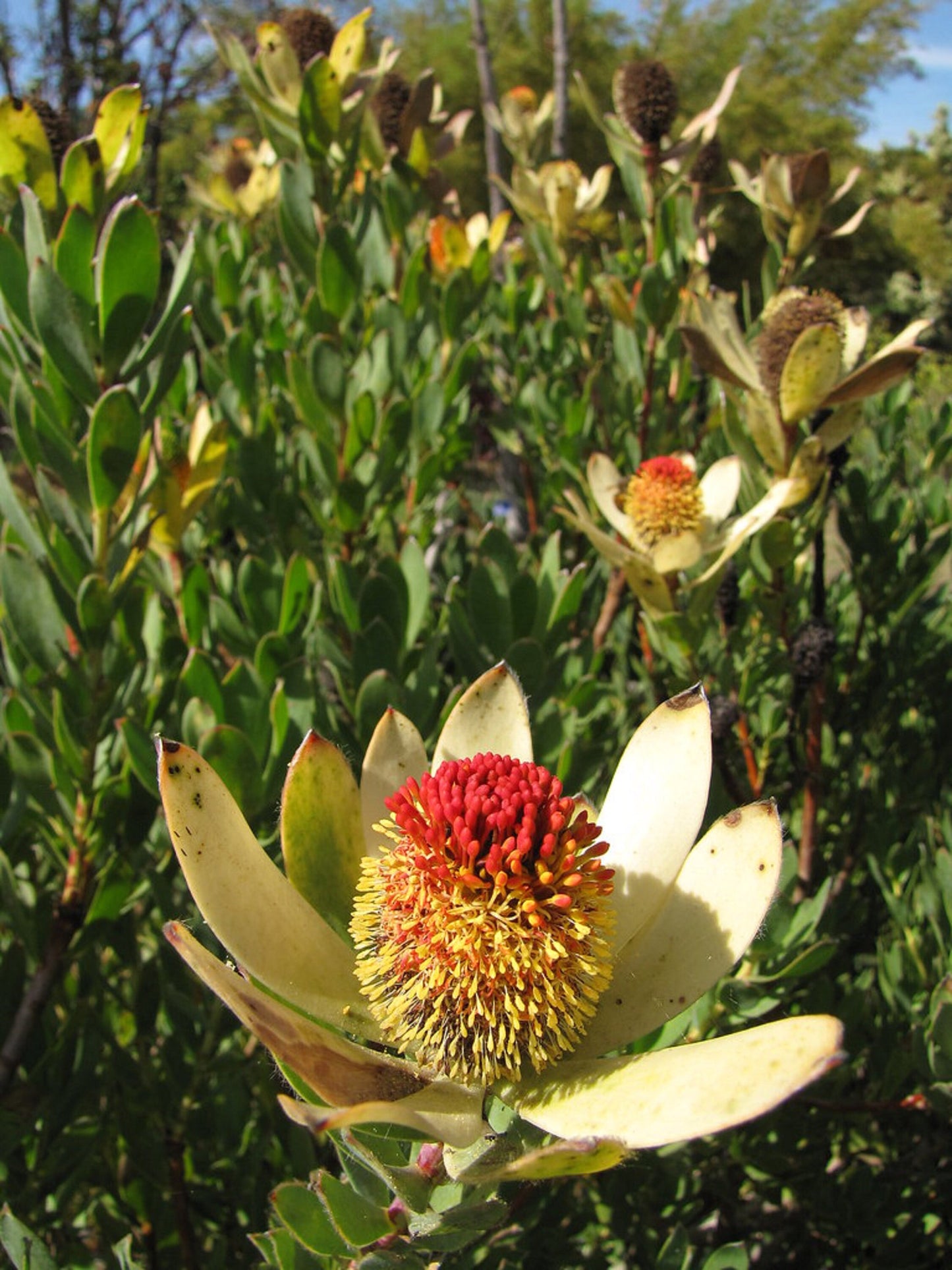 Leucadendron Discolor * Gold Flame Tips * Stunning Red Conebush * 3 Rare Seeds *