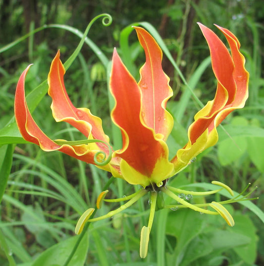 Gloriosa Superba * Flame Lily * Glory Lily * Stunning Climber * 10 Rare Seeds *