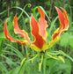 Gloriosa Superba * Flame Lily * Glory Lily * Stunning Climber * 10 semi rari *