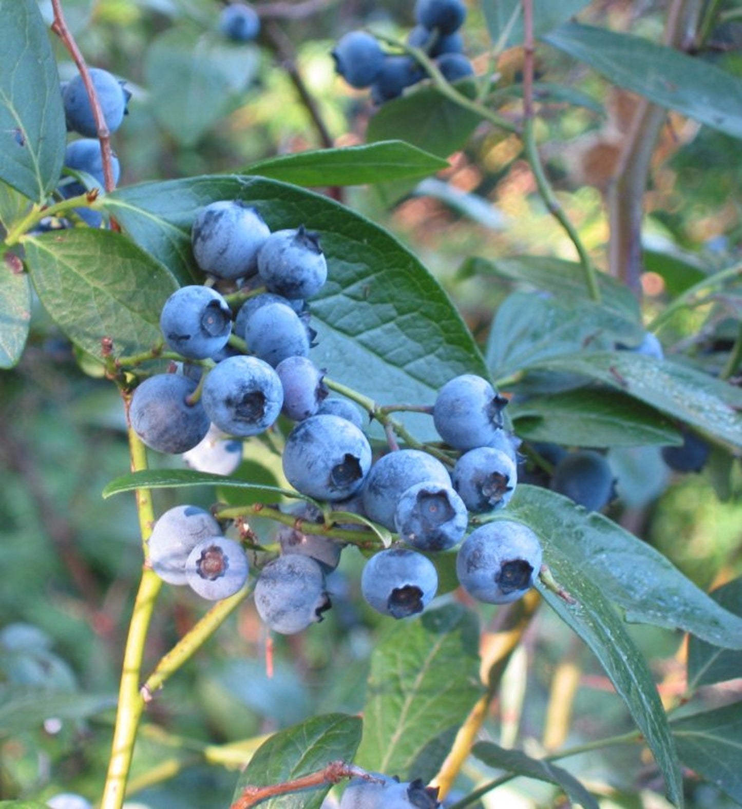 Vaccinium Corymbosum * Highbush Blueberry * Sweet Taste * 15 Rare Seeds