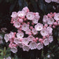 Kalmia Latifolia * Mountain Laurel Shrub * Stunning Pink Flowers * 50 Tiny Seeds *