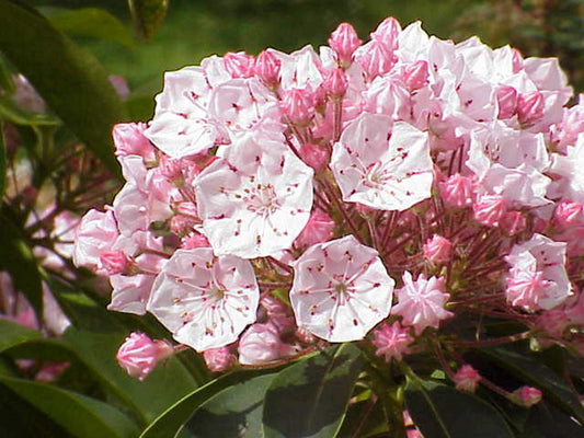 Kalmia Latifolia * Arbusto de Louro da Montanha * Flores Cor-de-rosa Deslumbrantes * 50 Sementes Minúsculas *