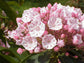 Kalmia Latifolia * Mountain Laurel Shrub * Stunning Pink Flowers * 50 Tiny Seeds *