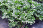 Philodendron Sellum Bipinnatifidum * Árvore rendada * Folha rachada * Exótica * 10 Sementes *