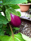 Rosita Eggplant * Amazing Teardrop Pink Heirloom Eggplant * 5 Rare Seeds