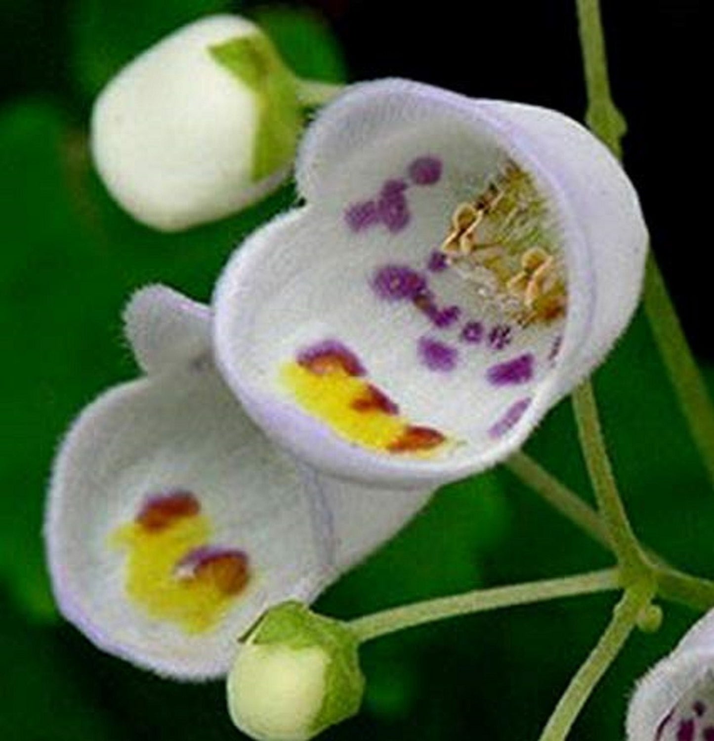 Jovellana Punctata * Flor de xícara de chá * Arbusto exótico impressionante * 10 sementes raras *