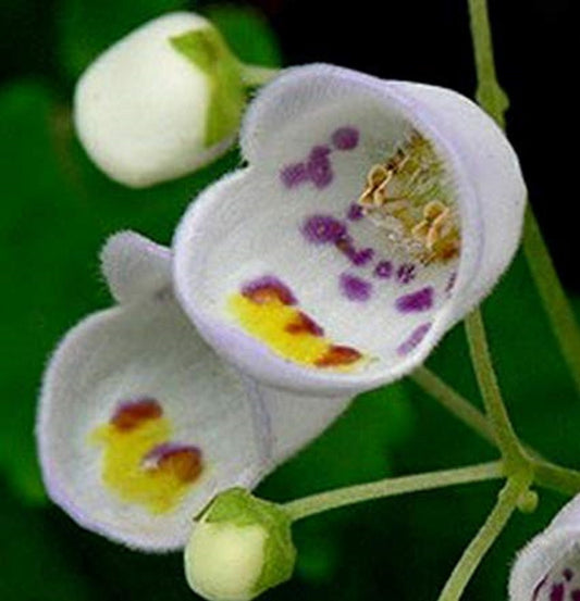Jovellana Punctata * Tea Cup Flower * Stunning Exotic Shrub * 10 Rare Seeds *
