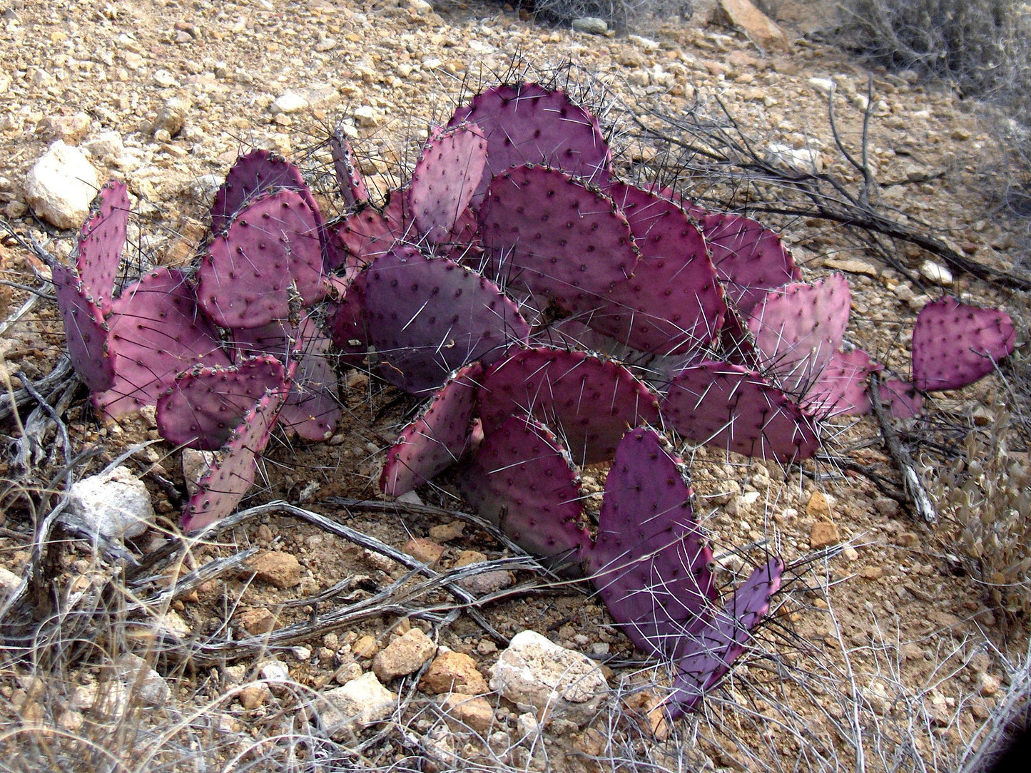 Opuntia Macrocentra * Mini Purple Prickly Pear Cactus * 5 Rare Seeds *