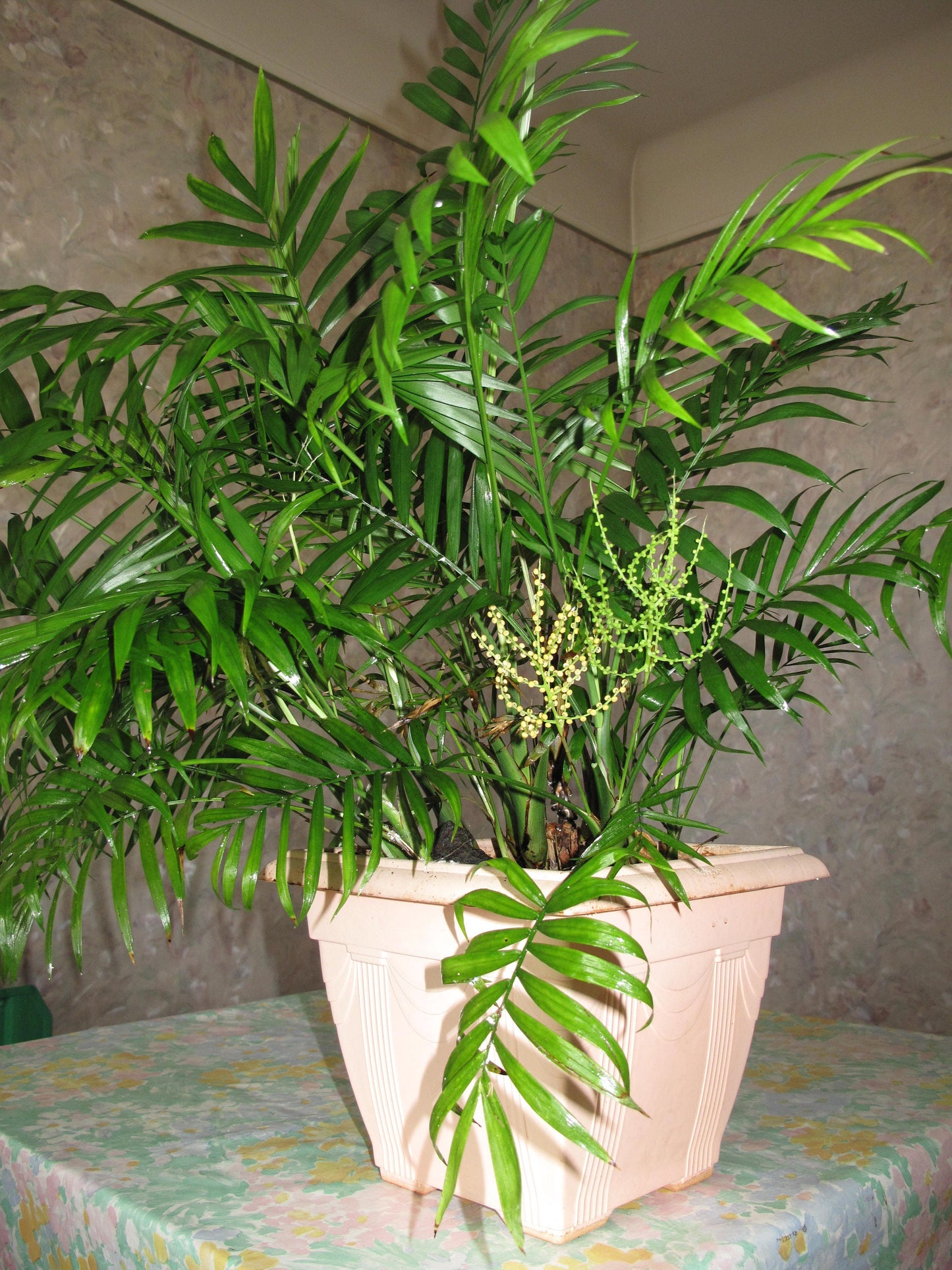 Chamaedorea Elegans * Palmeira de salão * Planta de casa tropical * 5 Sementes *