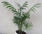 Chamaedorea Elegans * Parlor Palm Tree * Tropical House Plant * 5 Seeds *