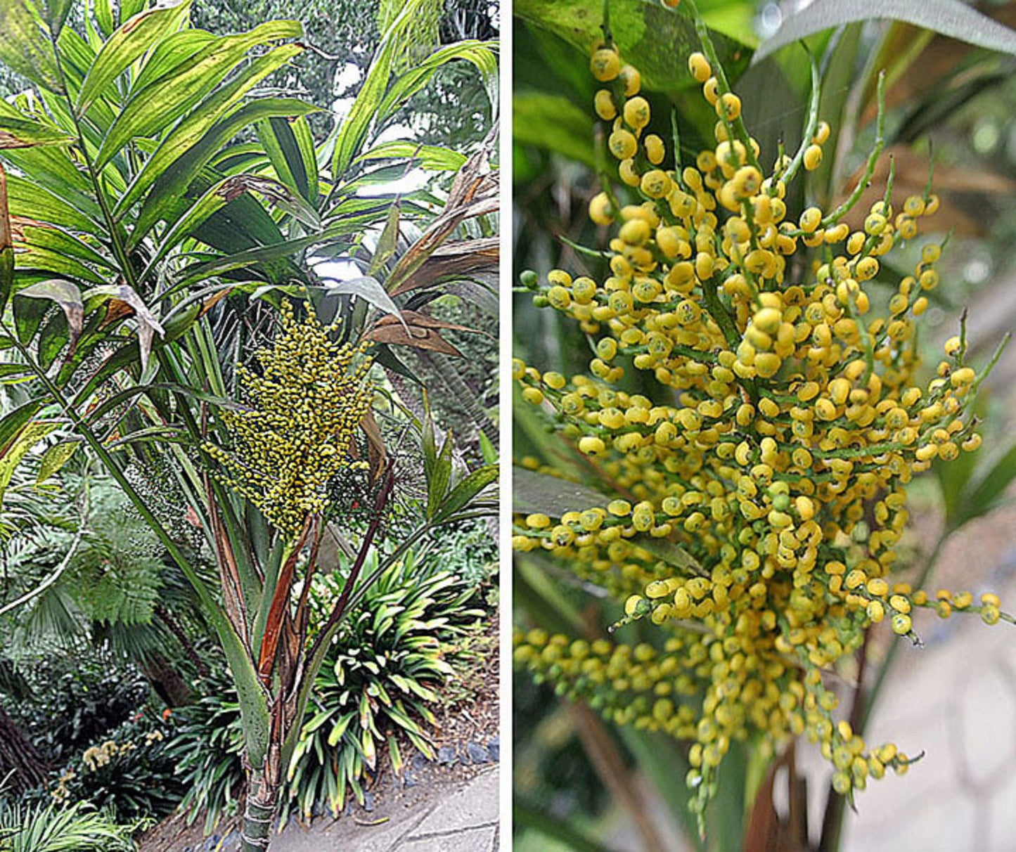 Chamaedorea Elegans * Parlor Palm Tree * Tropical House Plant * 5 Seeds *