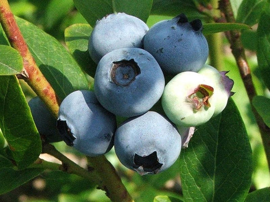 Vaccinium Corymbosum * Highbush Blueberry * Sabor Doce * 15 Sementes Raras