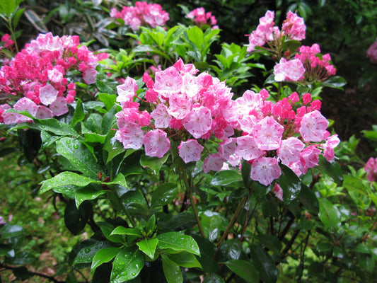 Kalmia Latifolia * Arbusto di alloro di montagna * Splendidi fiori rosa * 50 piccoli semi *