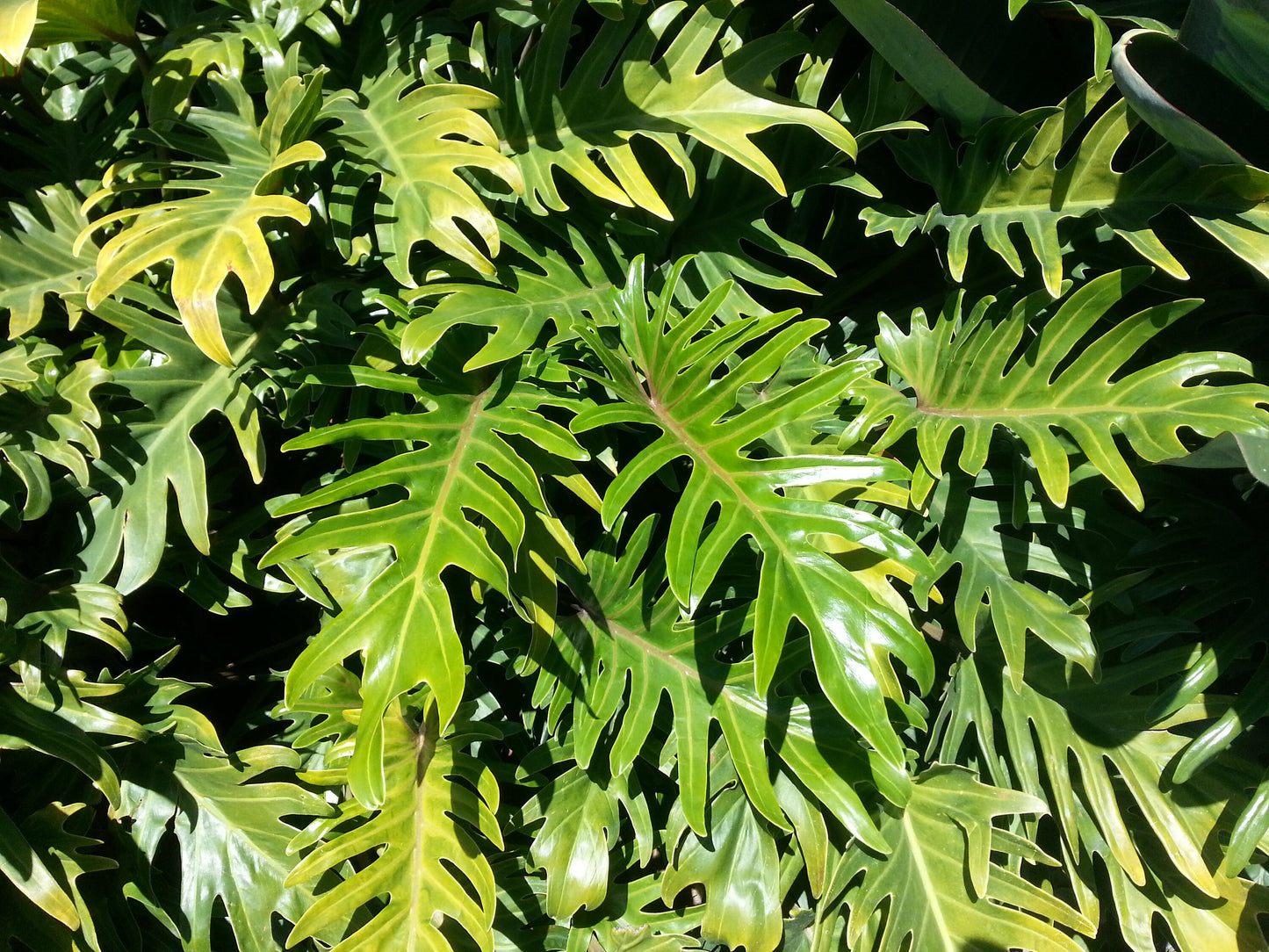 Philodendron Selloum Bipinnatifidum * Lacy Tree * Split Leaf * Exotic * 10 Seeds *