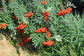 Sorbus Aucuparia * Rowan * Mountain Ash * Bacche sbalorditive * 30 semi *